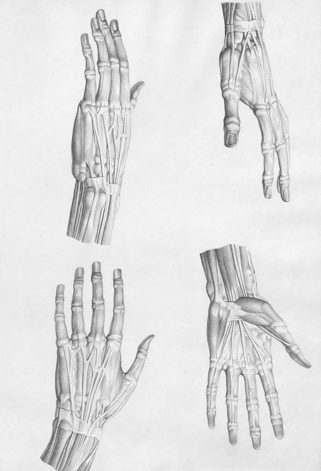 services-05 Title: Muscular anatomy of the human hand Creator: Desmaretz, Sébastien, (active 1795-1825), (printmaker) Date: 1798 Providing institution: Leiden University Libraries Aggregator: Dutch Collections for Europe Providing Country: Netherlands Public Domain Muscular anatomy of the human hand by Desmaretz, Sébastien, (active 1795-1825), (printmaker) - 1798 - Leiden University Libraries, Netherlands - Public Domain. https://www.europeana.eu/item/815/item_3280489